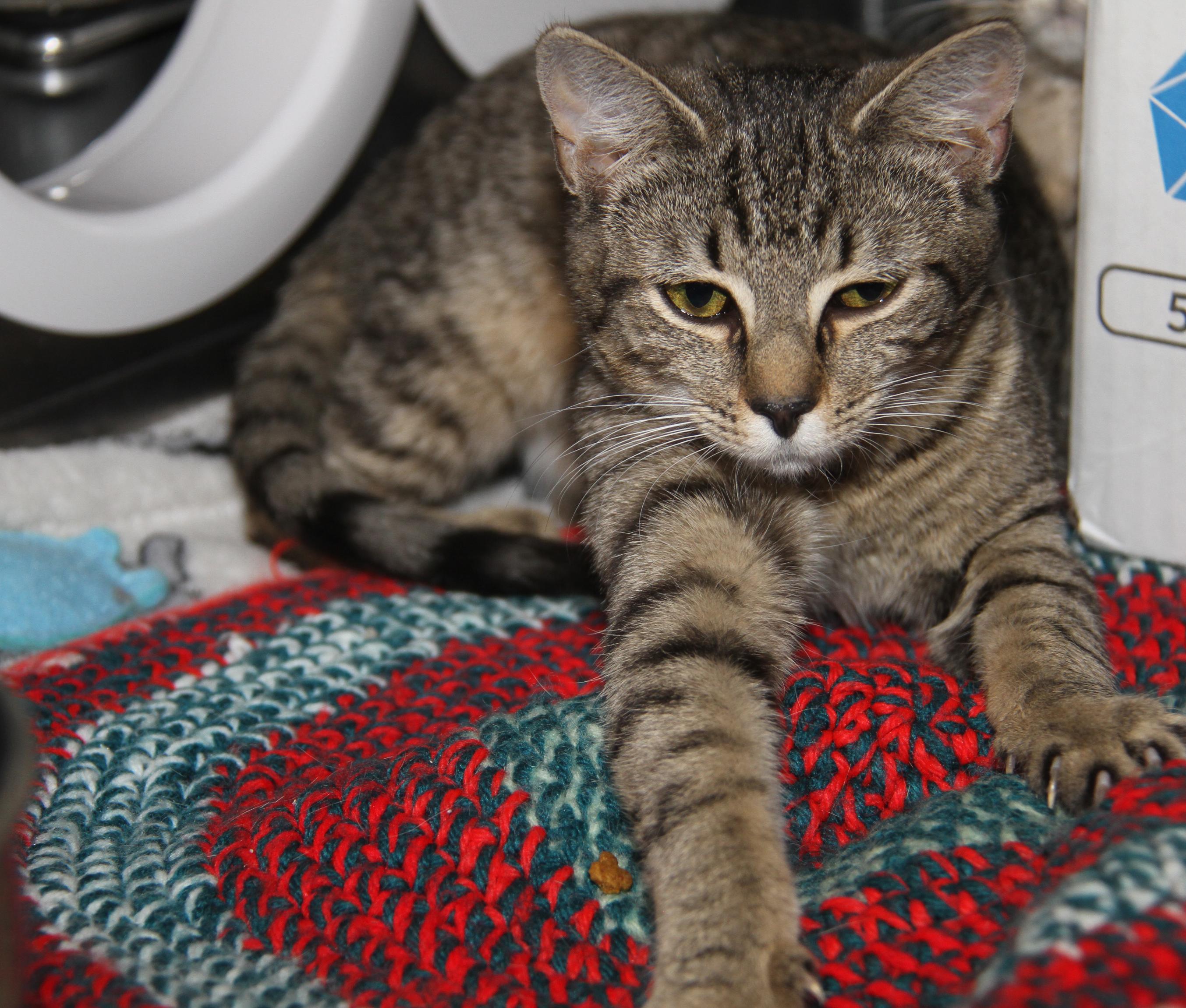 Marcia (Spayed) (Bonded Pair w/Cherry) (@WeLov/Pets/Marietta OH) photo 3