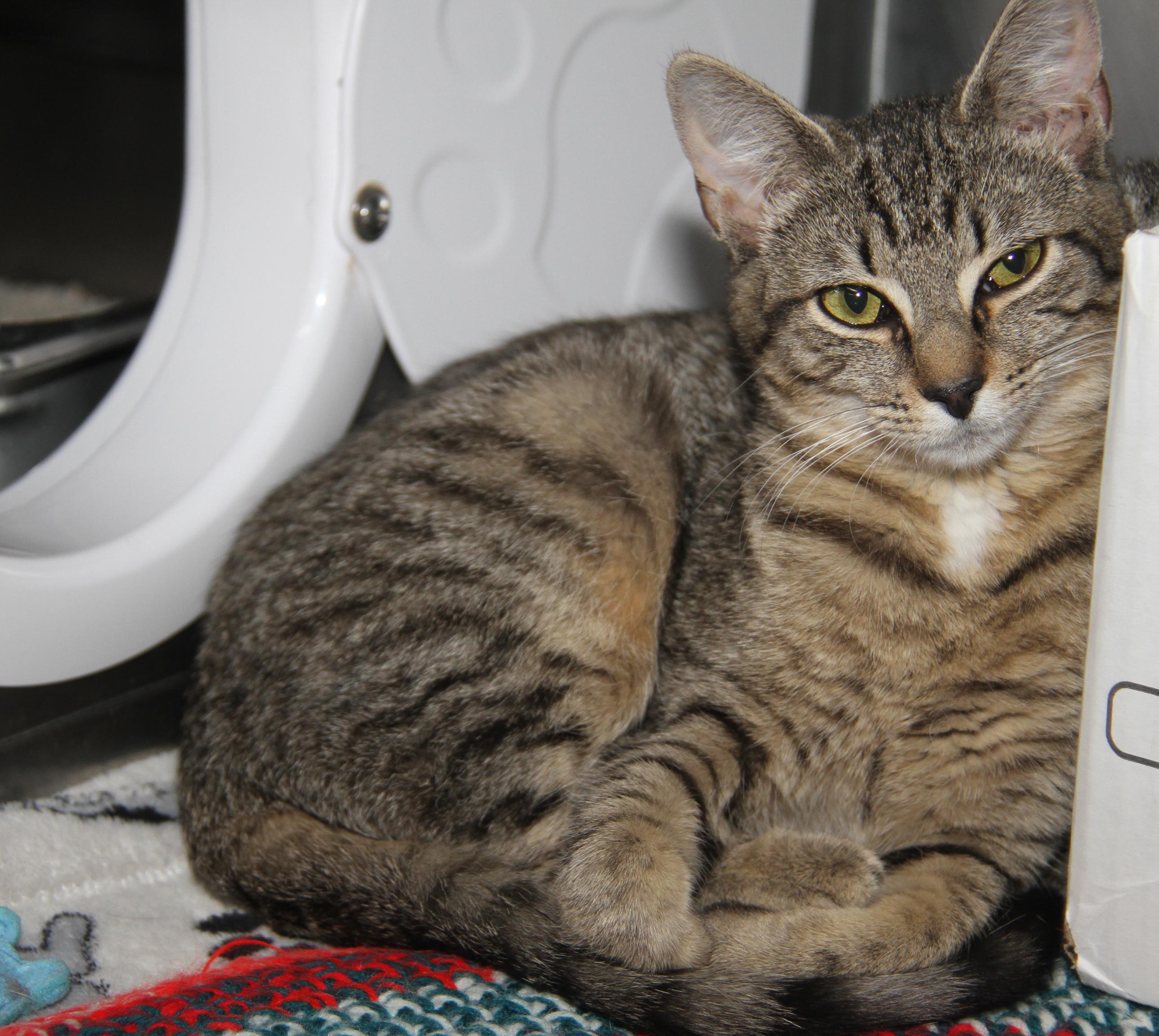 Marcia (Spayed) (Bonded Pair w/Cherry) (@WeLov/Pets/Marietta OH) photo 2