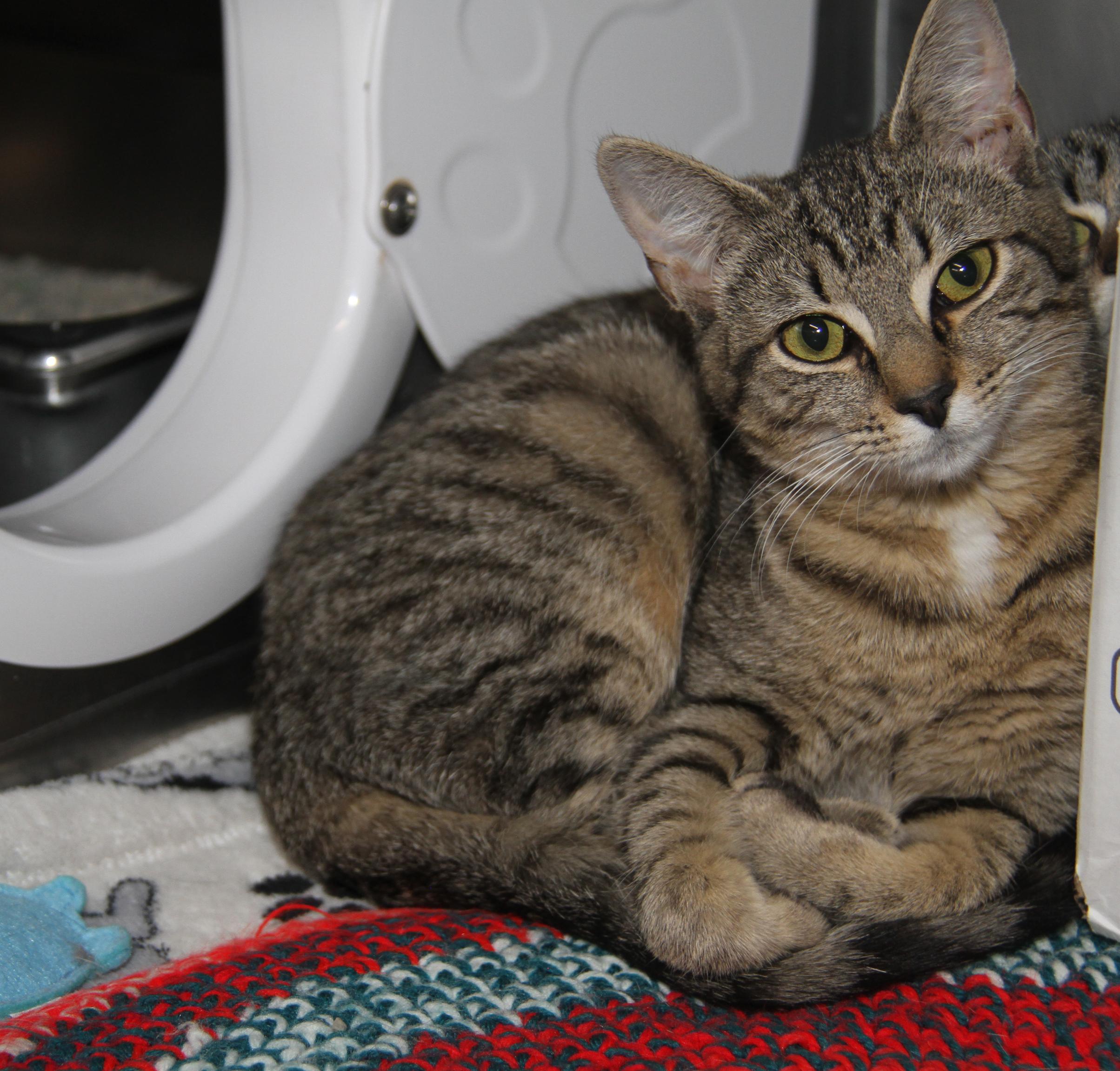Marcia (Spayed) (Bonded Pair w/Cherry) (@WeLov/Pets/Marietta OH), Young Female Tabby