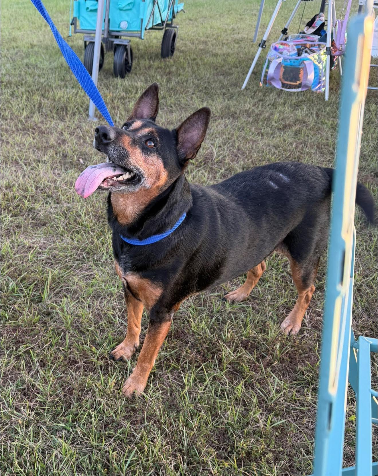 Georgia, Adoptable, Adult Female German Shepherd Dog.