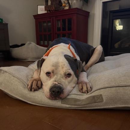 Bama, Adoptable, Adult Male American Bulldog.
