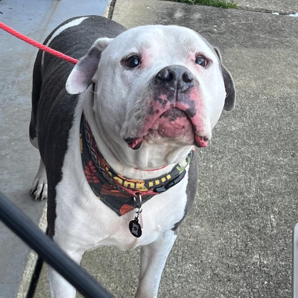 Enlarge Bama, a Adoptable American Bulldog in Raleigh, NC image 2/5