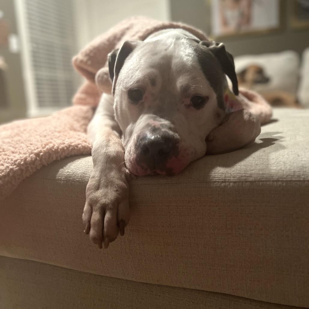 Enlarge Bama, a Adoptable American Bulldog in Raleigh, NC image 3/5