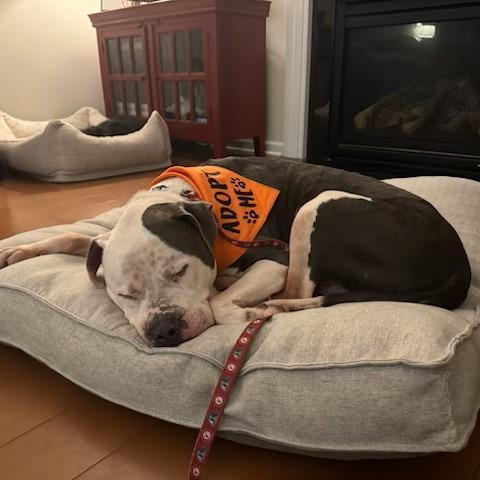 Enlarge Bama, a Adoptable American Bulldog in Raleigh, NC image 5/5