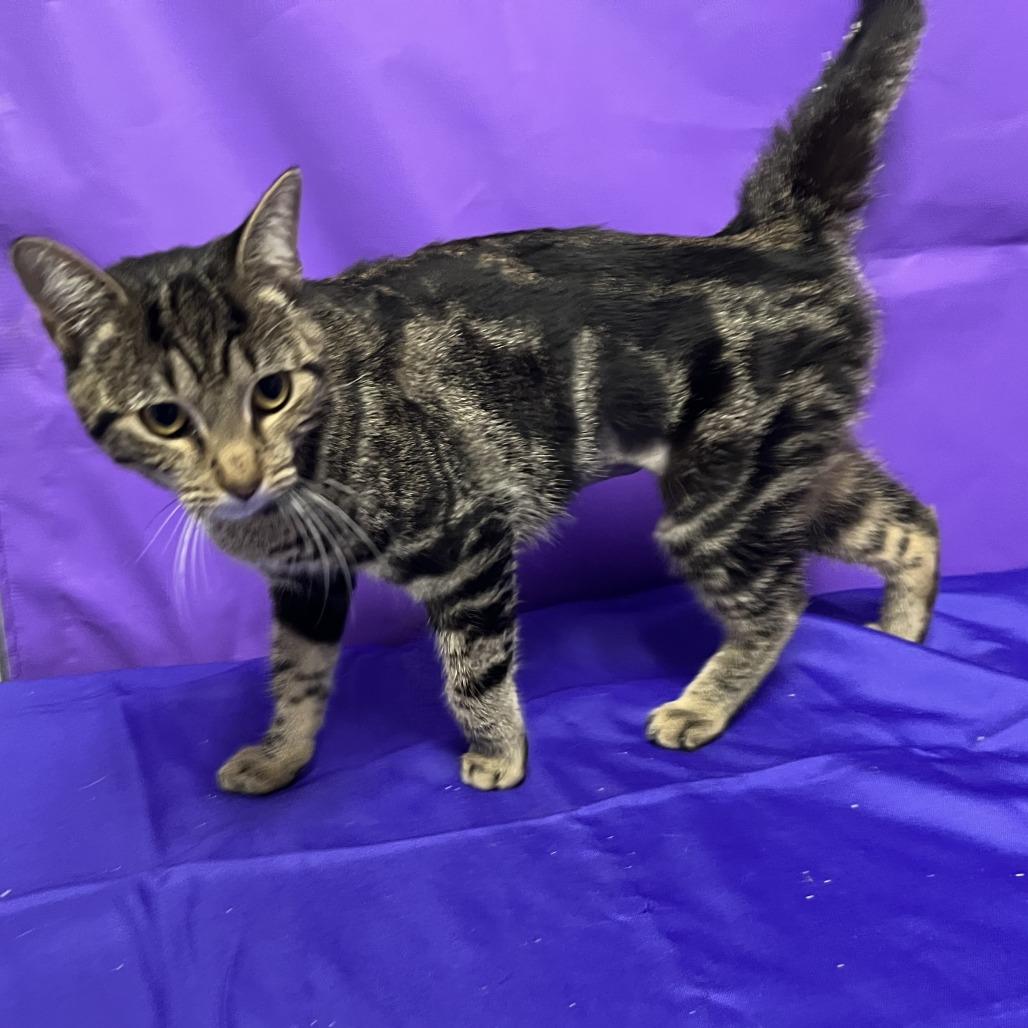 Enlarge Mamie, a Adoptable Domestic Short Hair in North Myrtle Beach, SC image 1/1