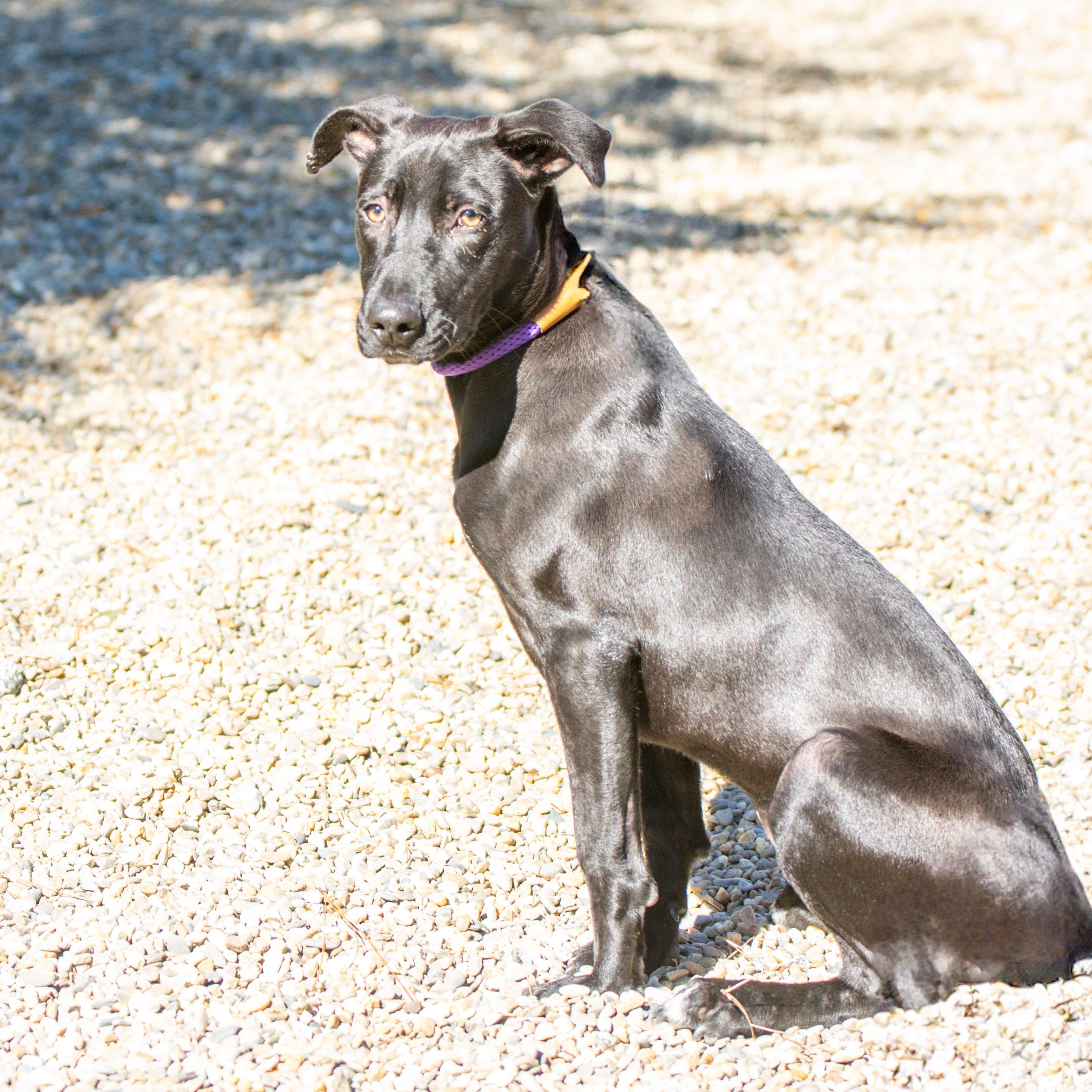 Neve, a Adoptable mixed breed in Hilton Head Island, SC image 1/2