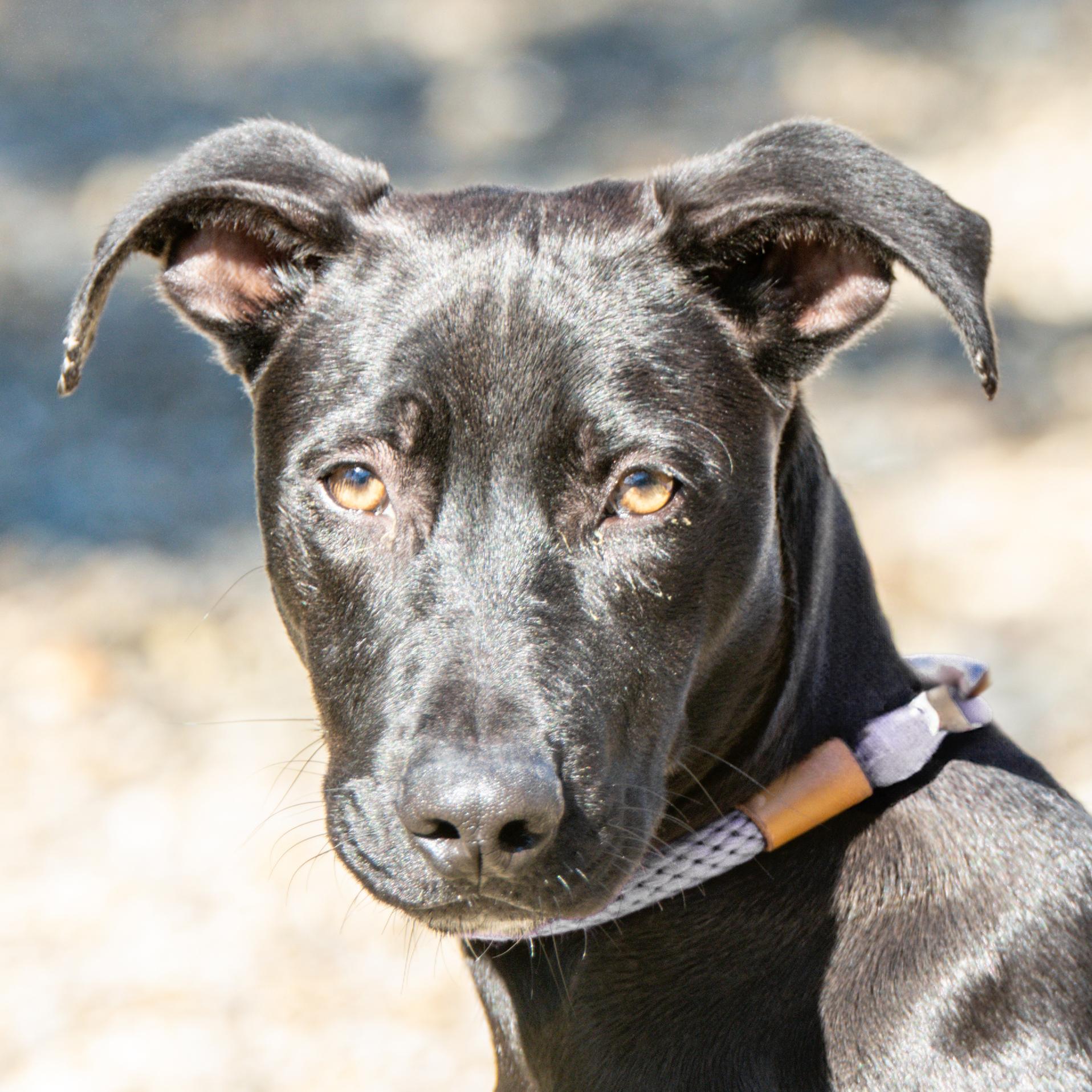 Neve, a Adoptable mixed breed in Hilton Head Island, SC image 2/2