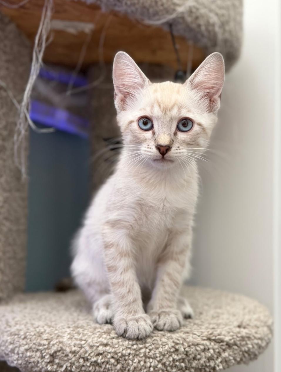 Washington Irving, Adoptable, Kitten Male Siamese.