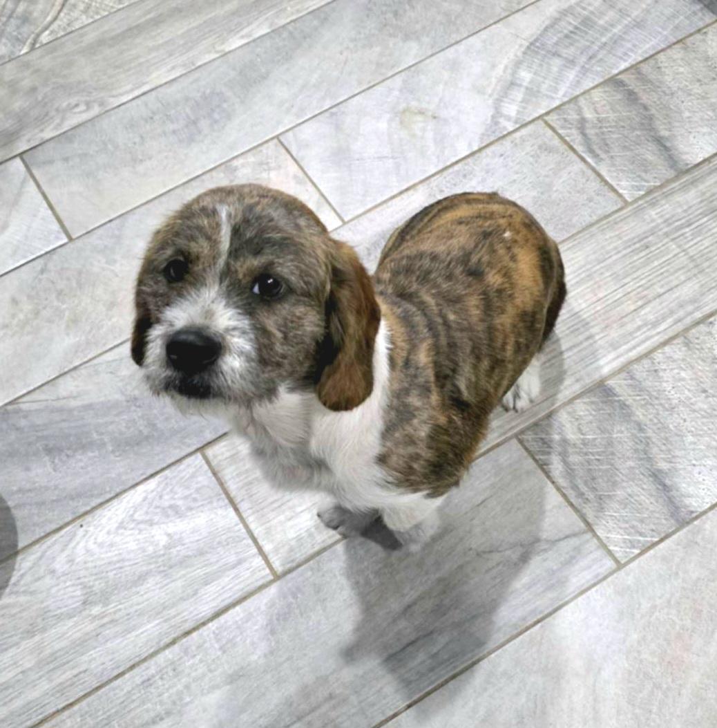 Enlarge Autumn, a Adoptable mixed breed in Willington, CT image 4/6