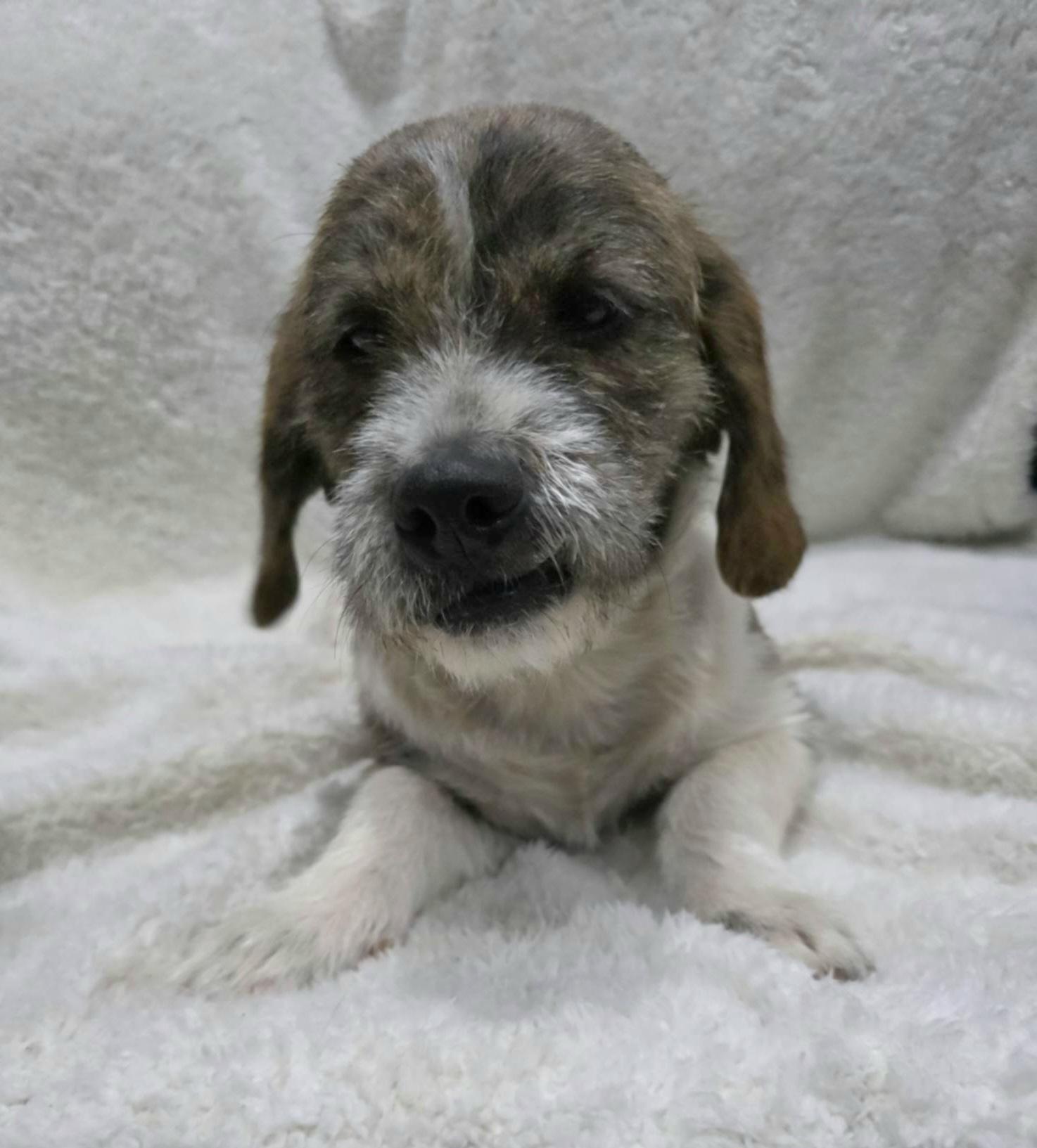 Enlarge Autumn, a Adoptable mixed breed in Willington, CT image 3/6