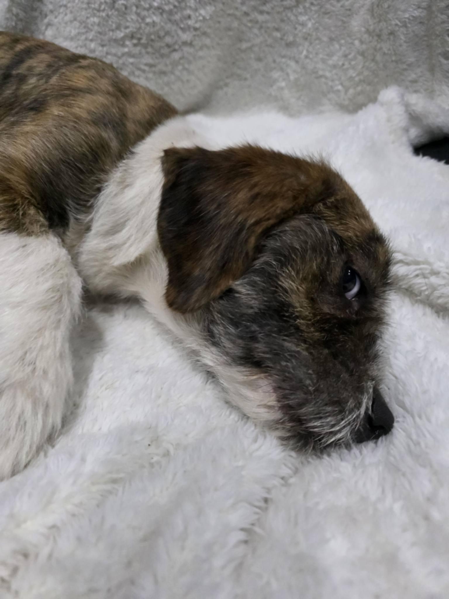 Enlarge Autumn, a Adoptable mixed breed in Willington, CT image 2/6