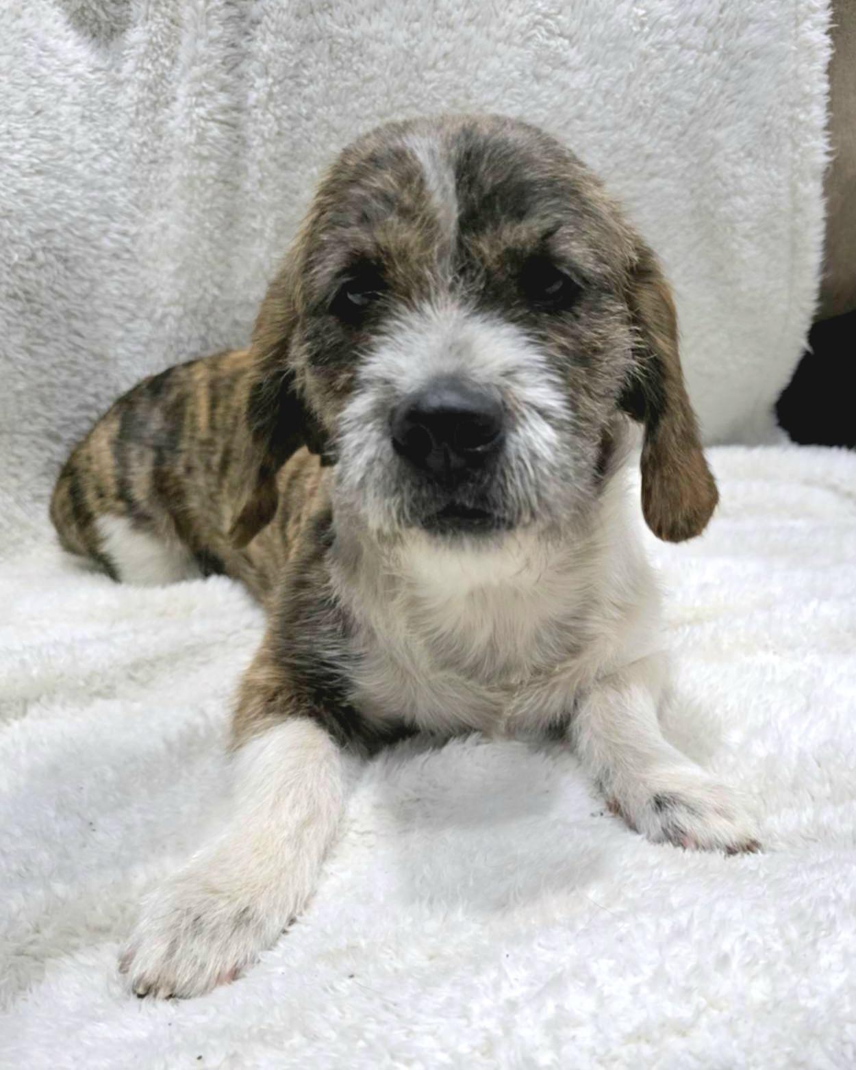 Enlarge Autumn, a Adoptable mixed breed in Willington, CT image 5/6