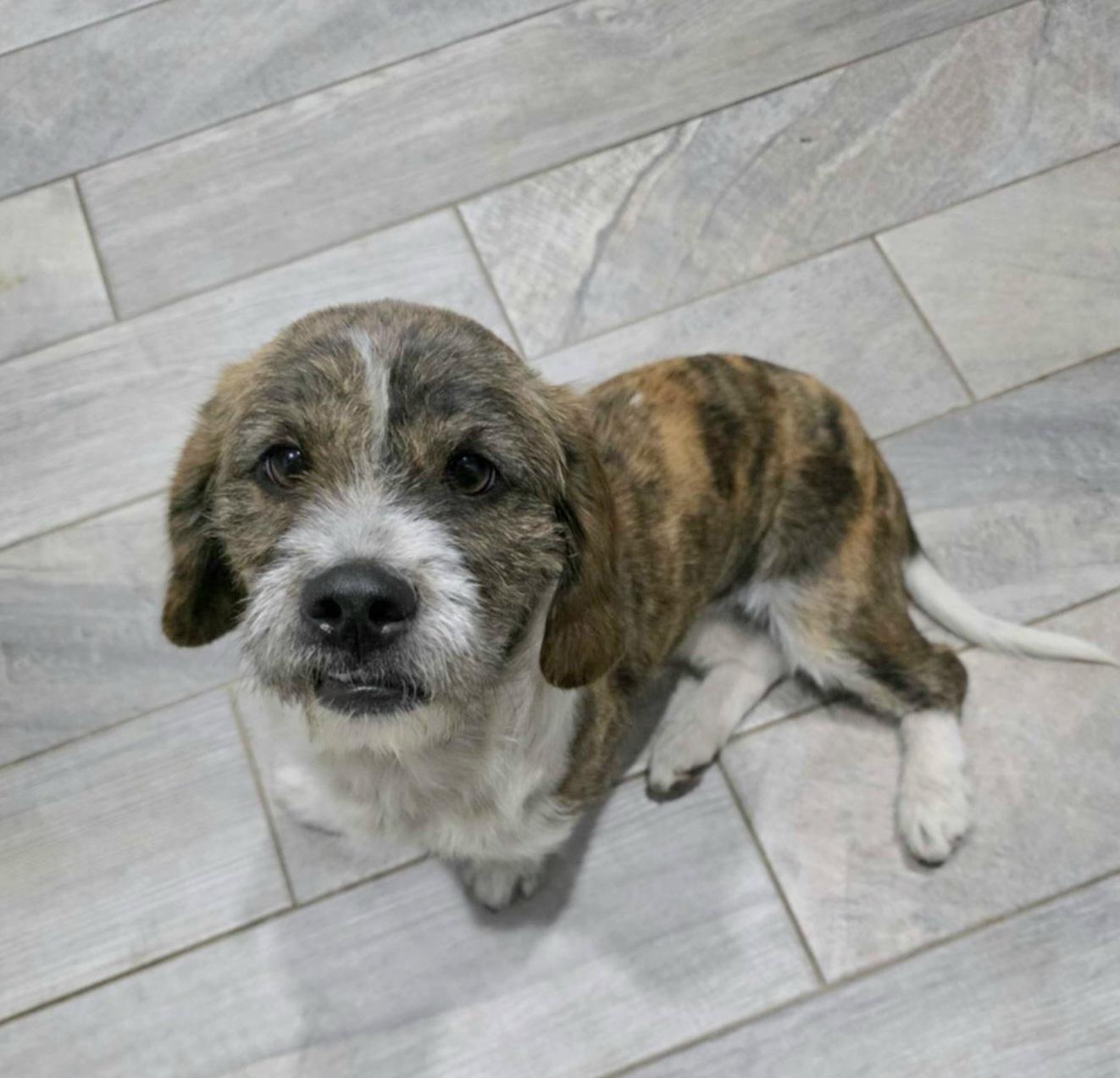 Autumn, Adoptable, Young Female Basset Hound & Shih Tzu.
