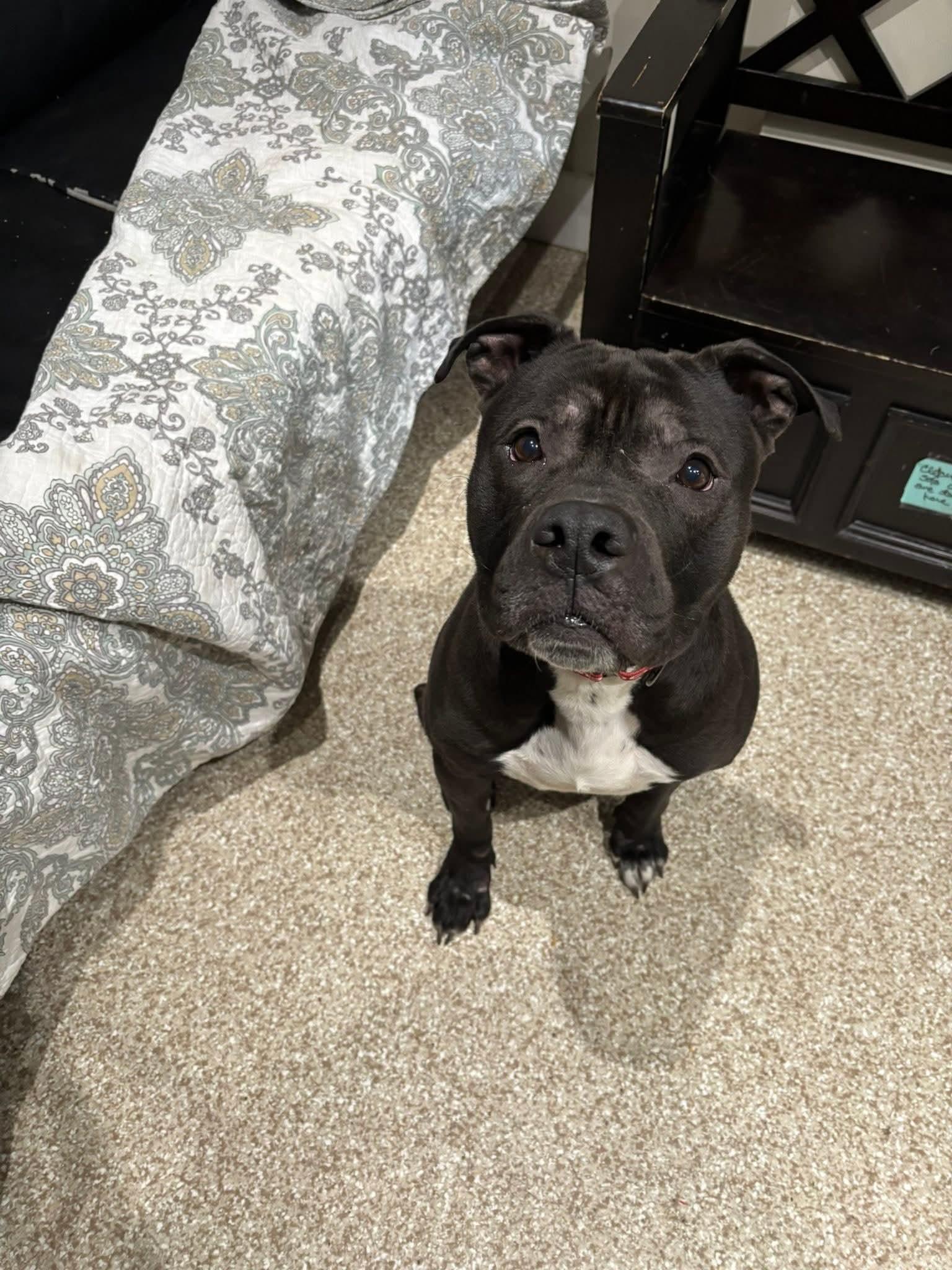 Rocky, Adoptable, Adult Male Pit Bull Terrier.