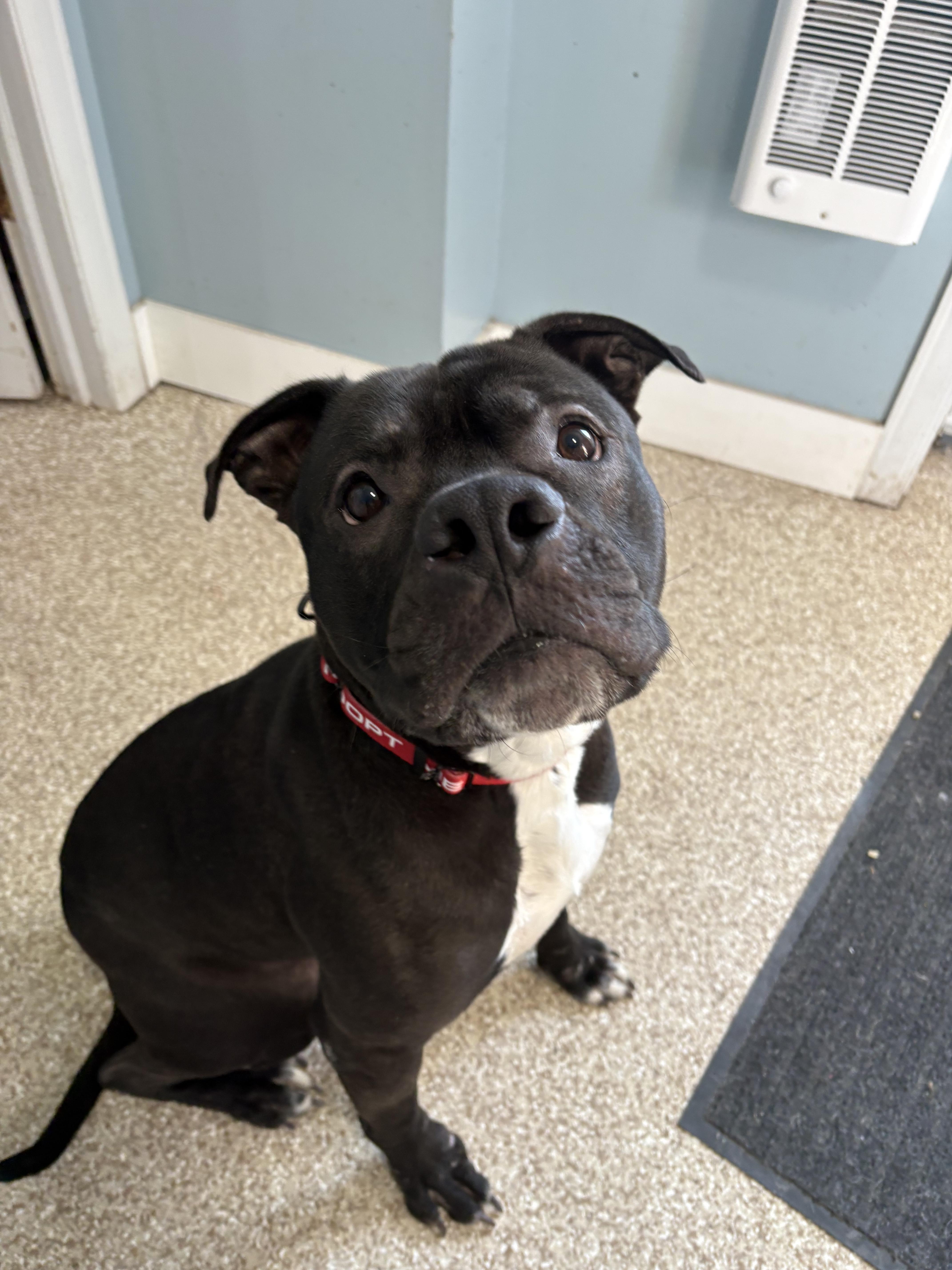 Enlarge Rocky, a Adoptable Pit Bull Terrier in Dillsburg, PA image 2/6