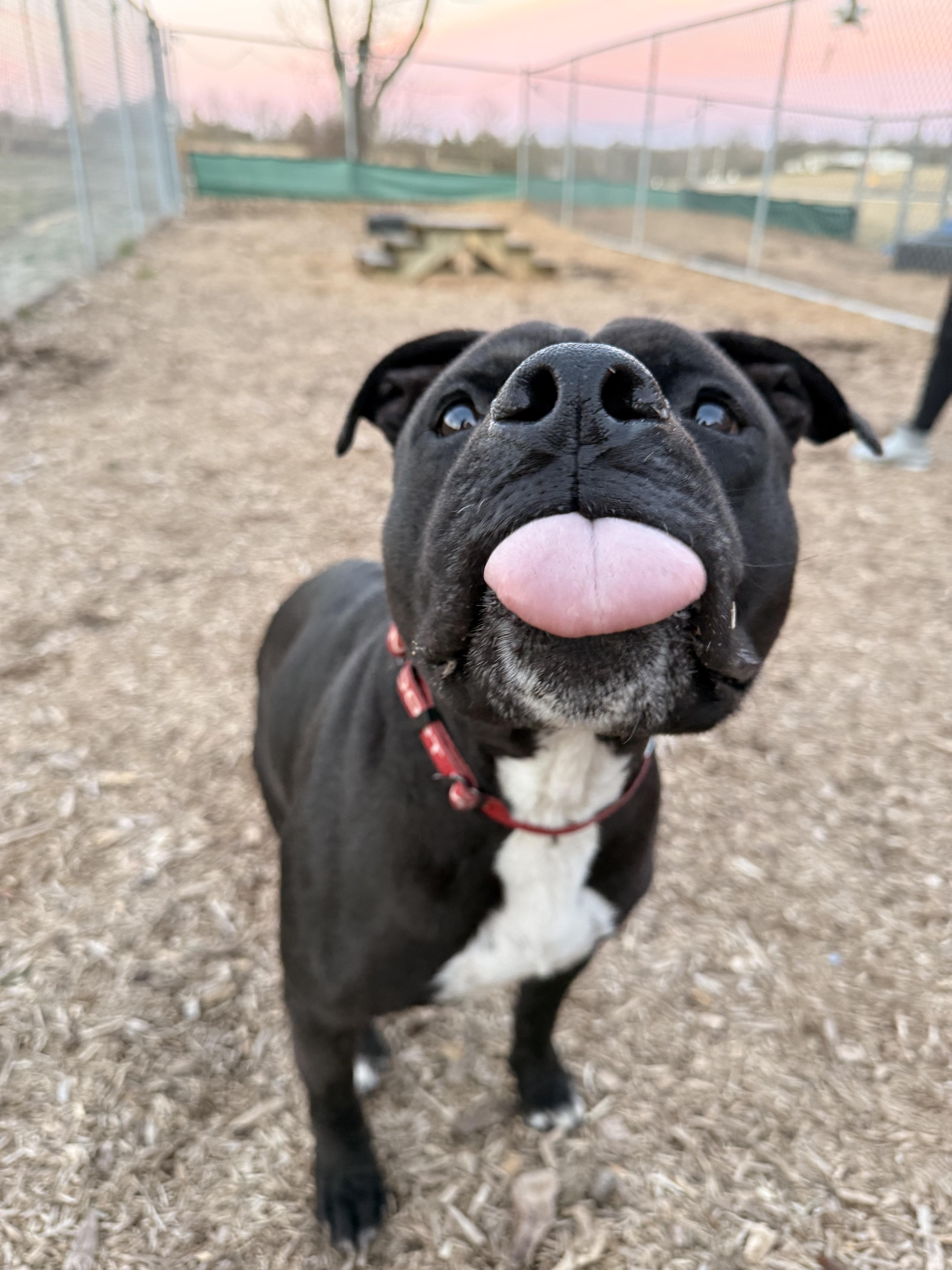Enlarge Rocky, a Adoptable Pit Bull Terrier in Dillsburg, PA image 1/6