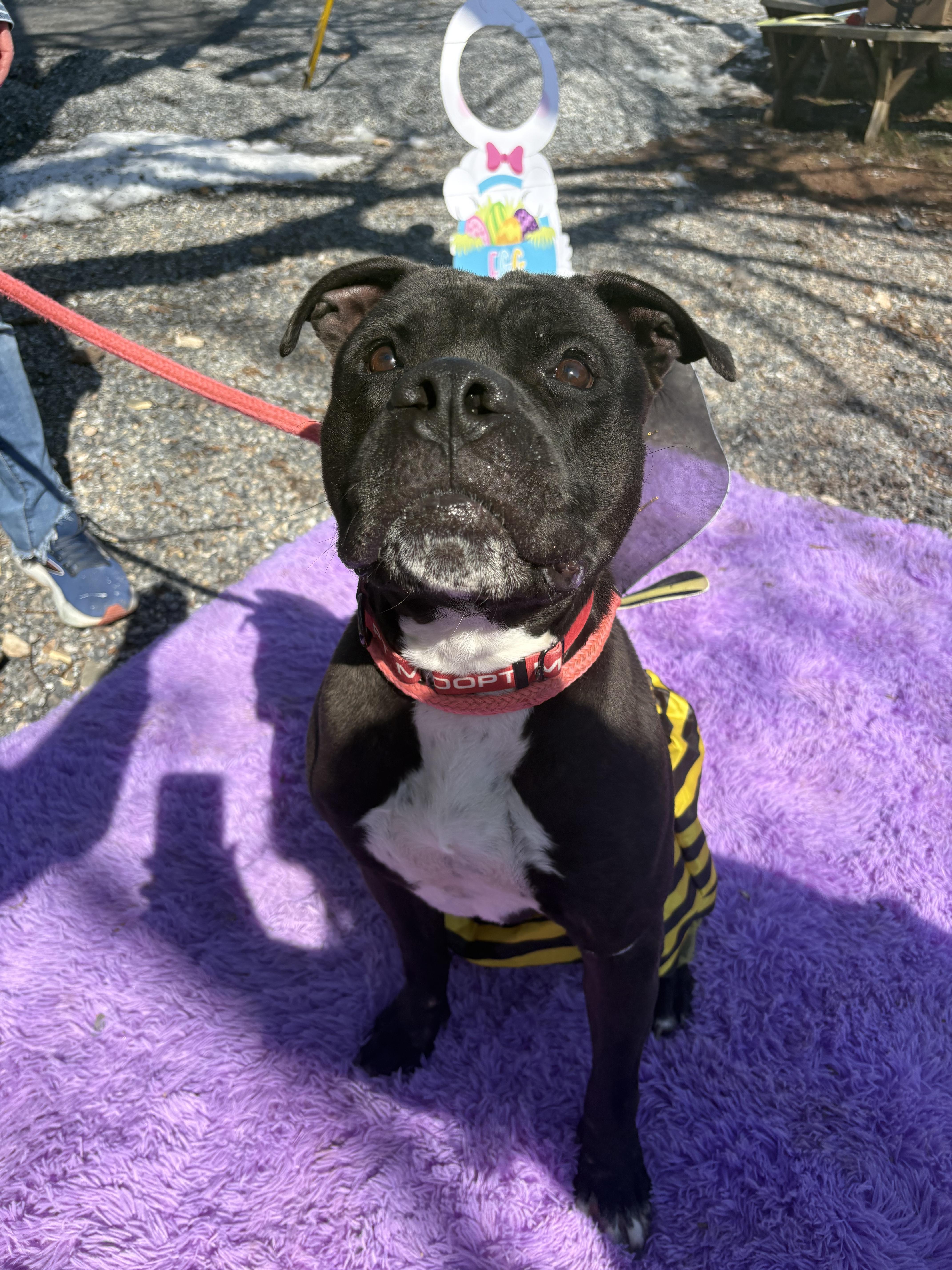 Enlarge Rocky, a Adoptable Pit Bull Terrier in Dillsburg, PA image 2/6