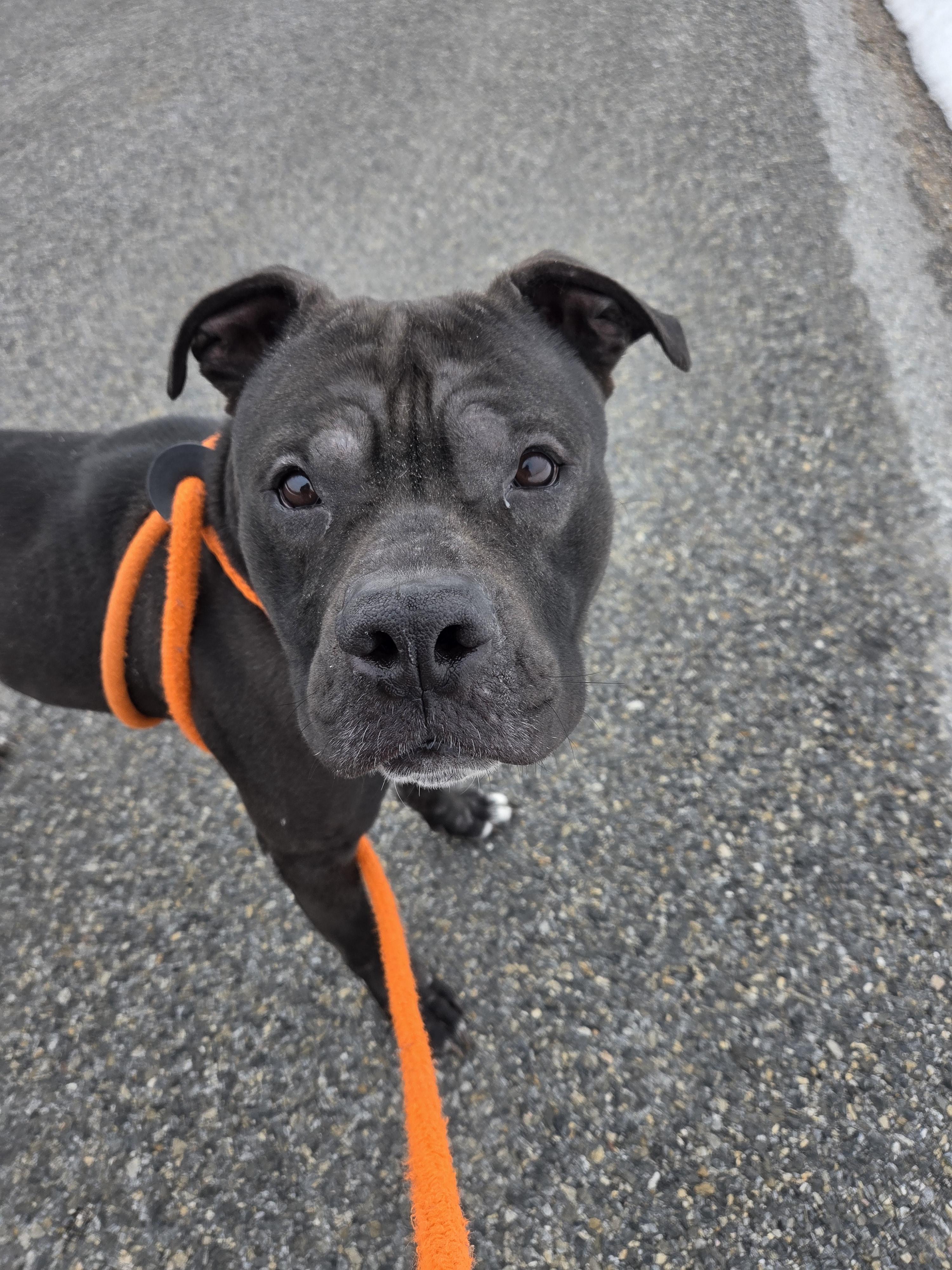 Enlarge Rocky, a Adoptable Pit Bull Terrier in Dillsburg, PA image 4/6