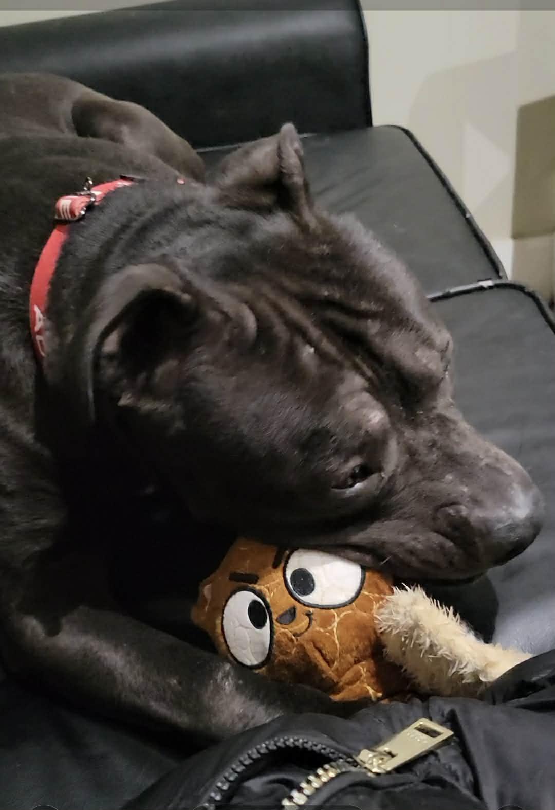 Enlarge Rocky, a Adoptable Pit Bull Terrier in Dillsburg, PA image 5/6