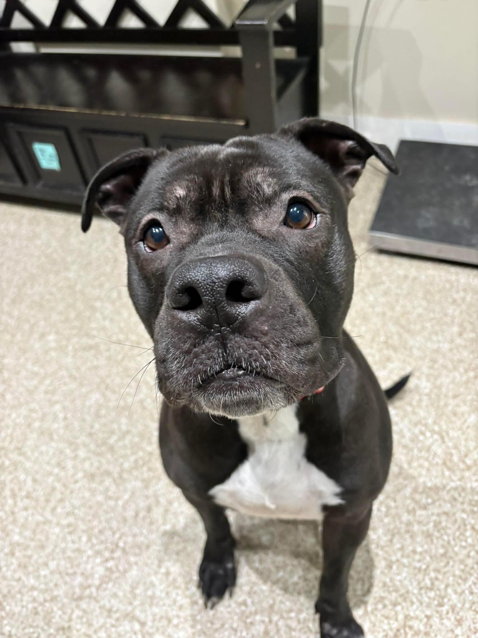 Enlarge Rocky, a Adoptable Pit Bull Terrier in Dillsburg, PA image 6/6