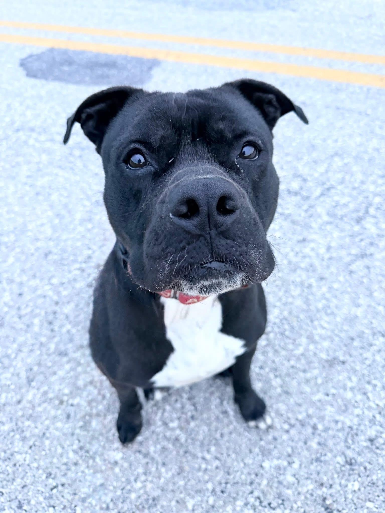 Enlarge Rocky, a Adoptable Pit Bull Terrier in Dillsburg, PA image 3/6