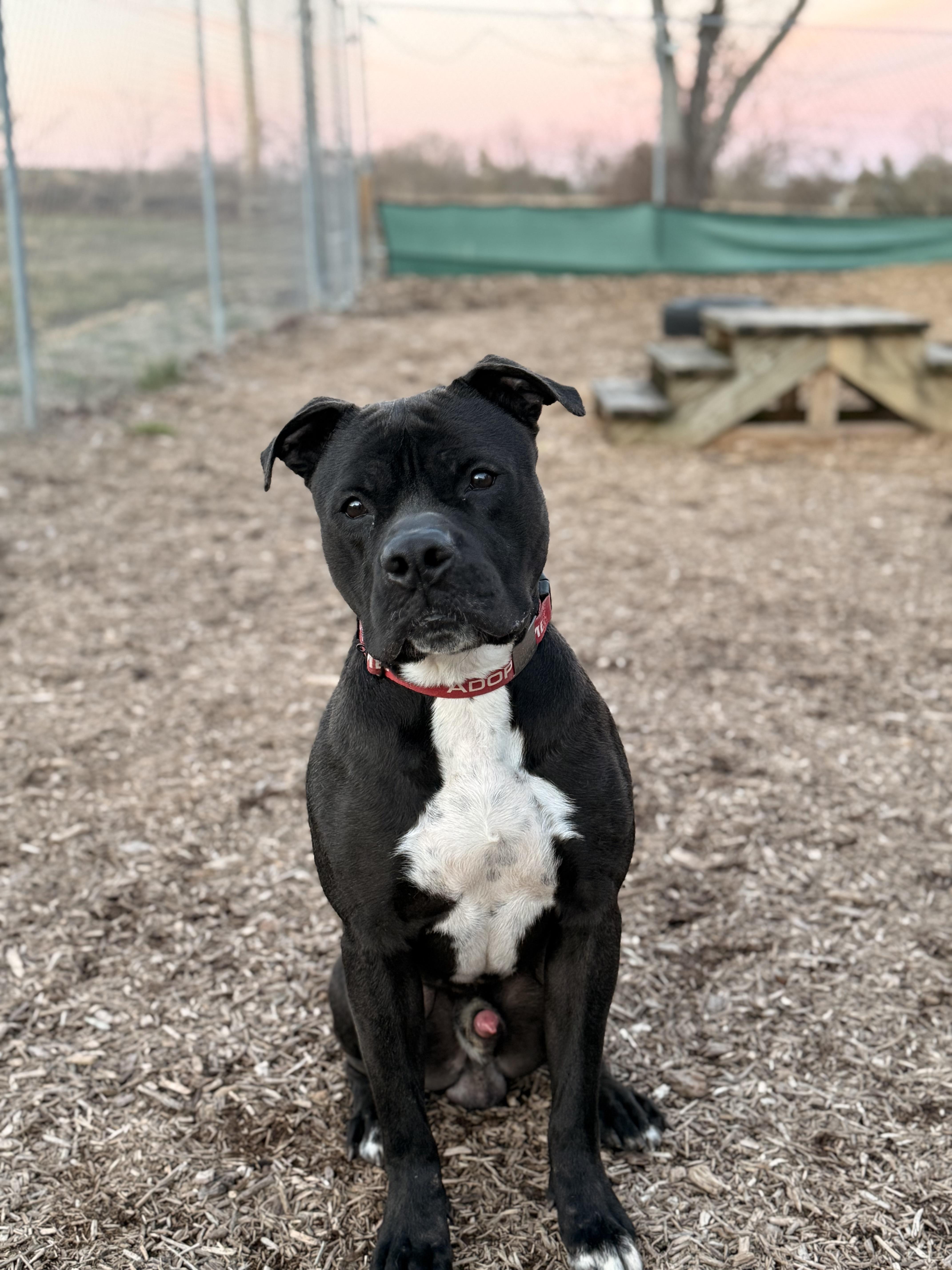 Enlarge Rocky, a Adoptable Pit Bull Terrier in Dillsburg, PA image 4/6