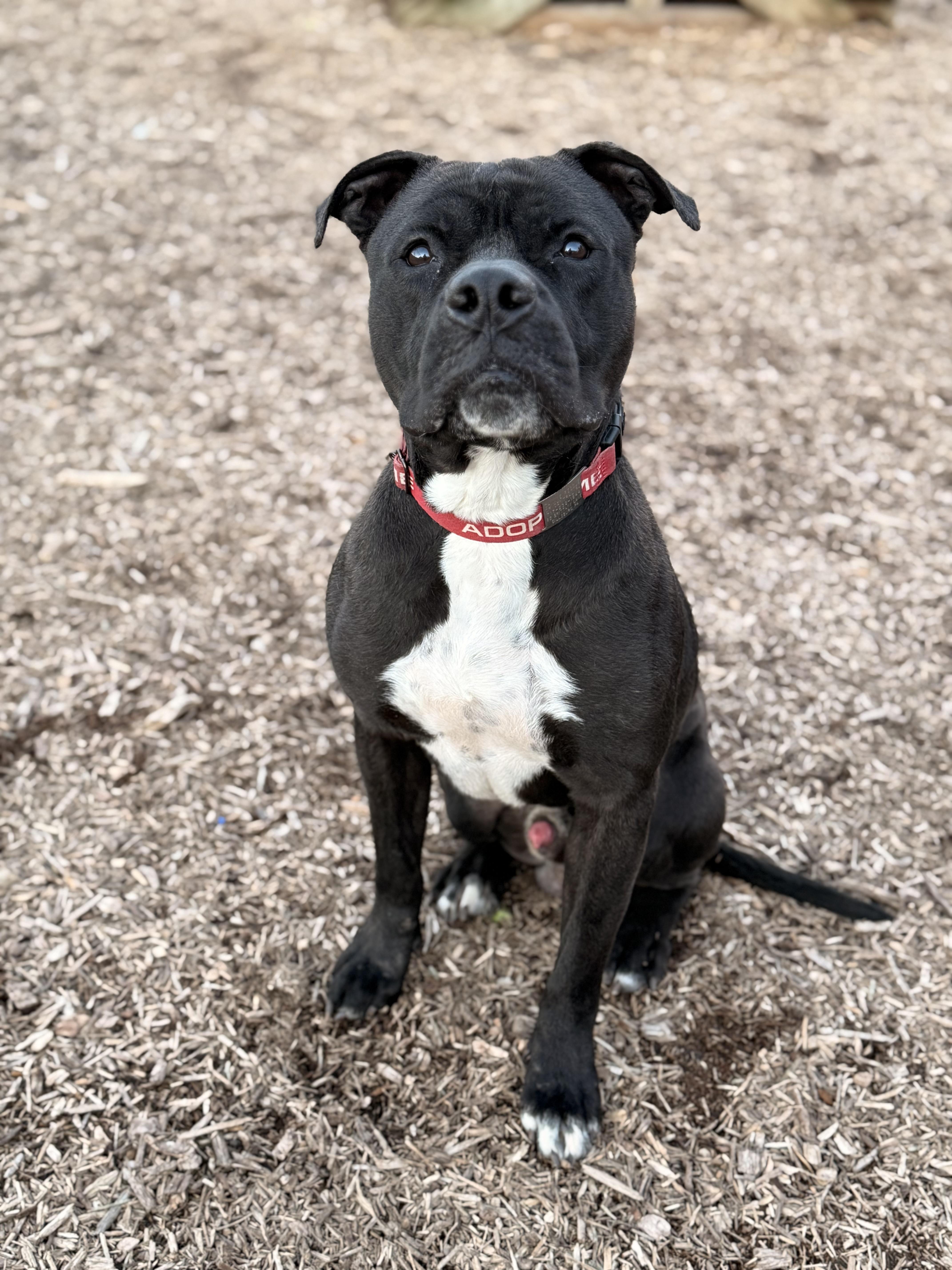 Enlarge Rocky, a Adoptable Pit Bull Terrier in Dillsburg, PA image 5/6