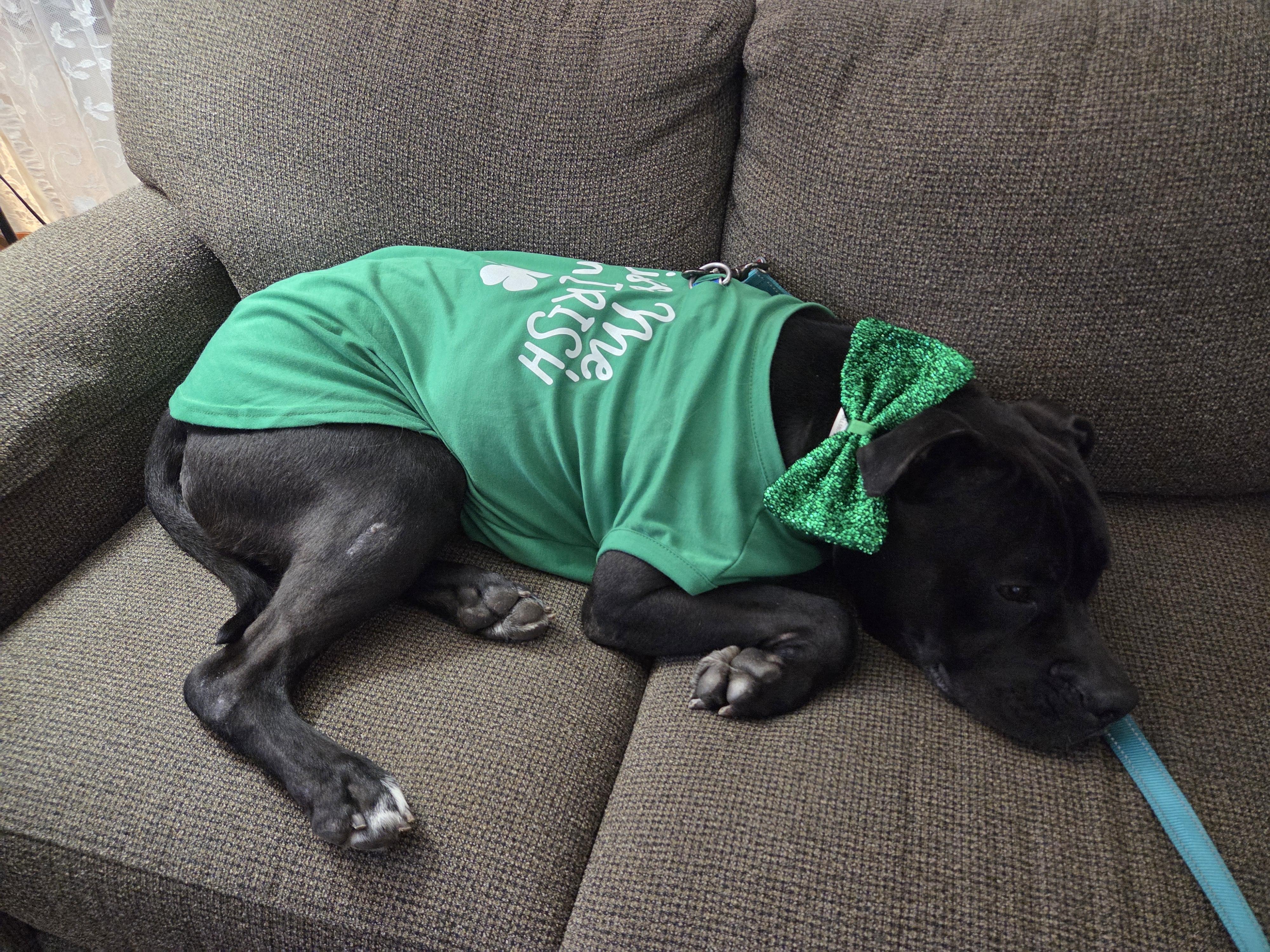 Enlarge Rocky, a Adoptable Pit Bull Terrier in Dillsburg, PA image 6/6