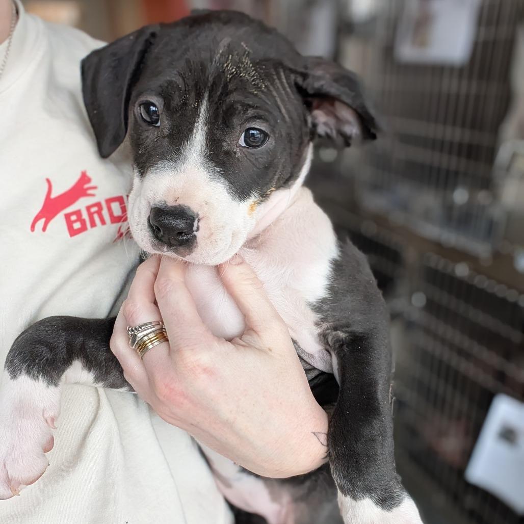 Lainey Wilson, Adoptable, Puppy Female Mixed Breed.