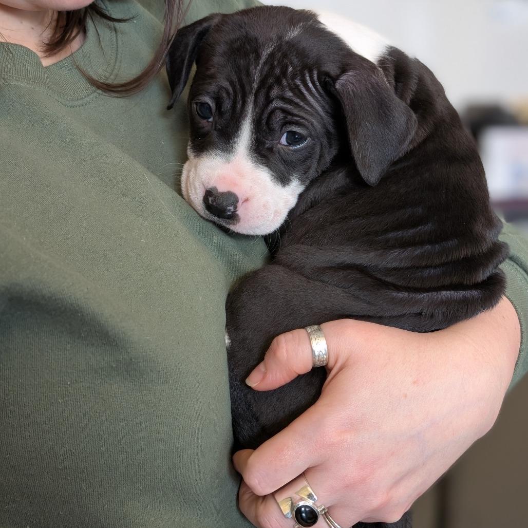 Enlarge Lainey Wilson, a Adoptable Mixed Breed in Asheville, NC image 2/6