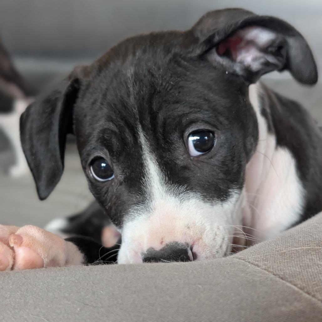 Enlarge Lainey Wilson, a Adoptable Mixed Breed in Asheville, NC image 3/6