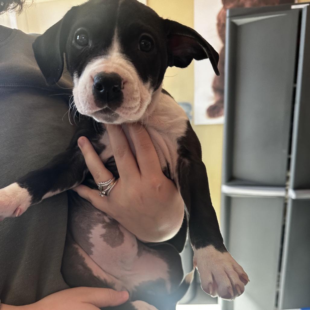 Enlarge Lainey Wilson, a Adoptable Mixed Breed in Asheville, NC image 4/6