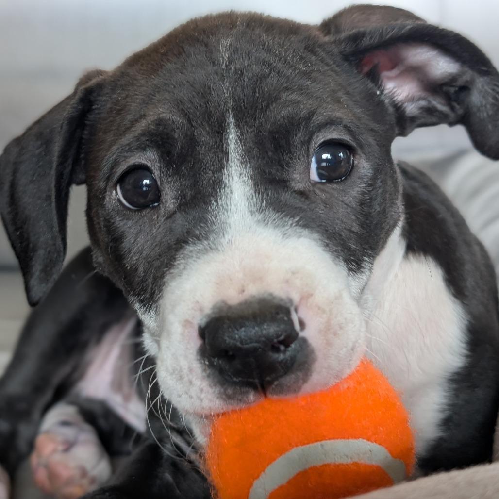 Enlarge Lainey Wilson, a Adoptable Mixed Breed in Asheville, NC image 5/6