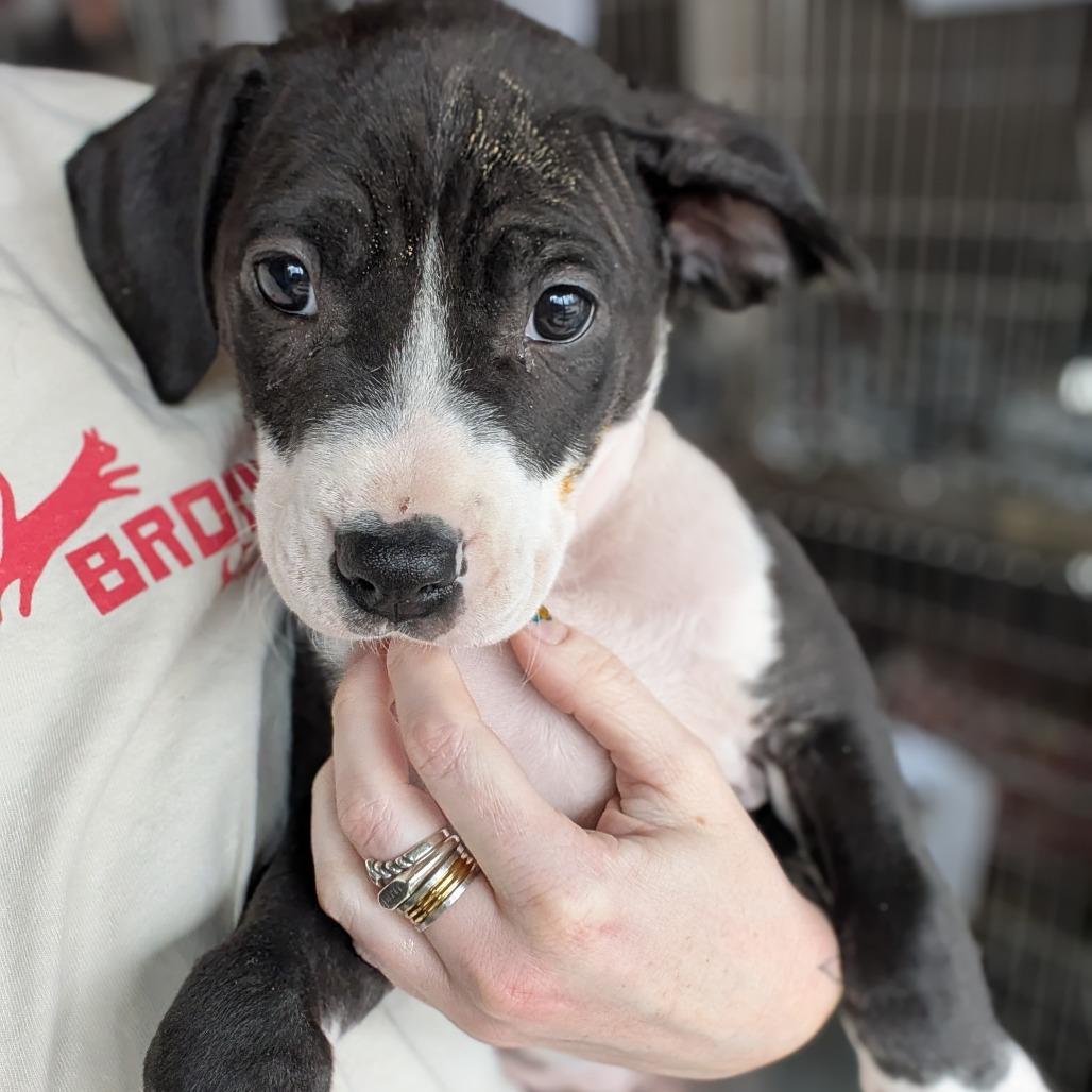 Enlarge Lainey Wilson, a Adoptable Mixed Breed in Asheville, NC image 6/6