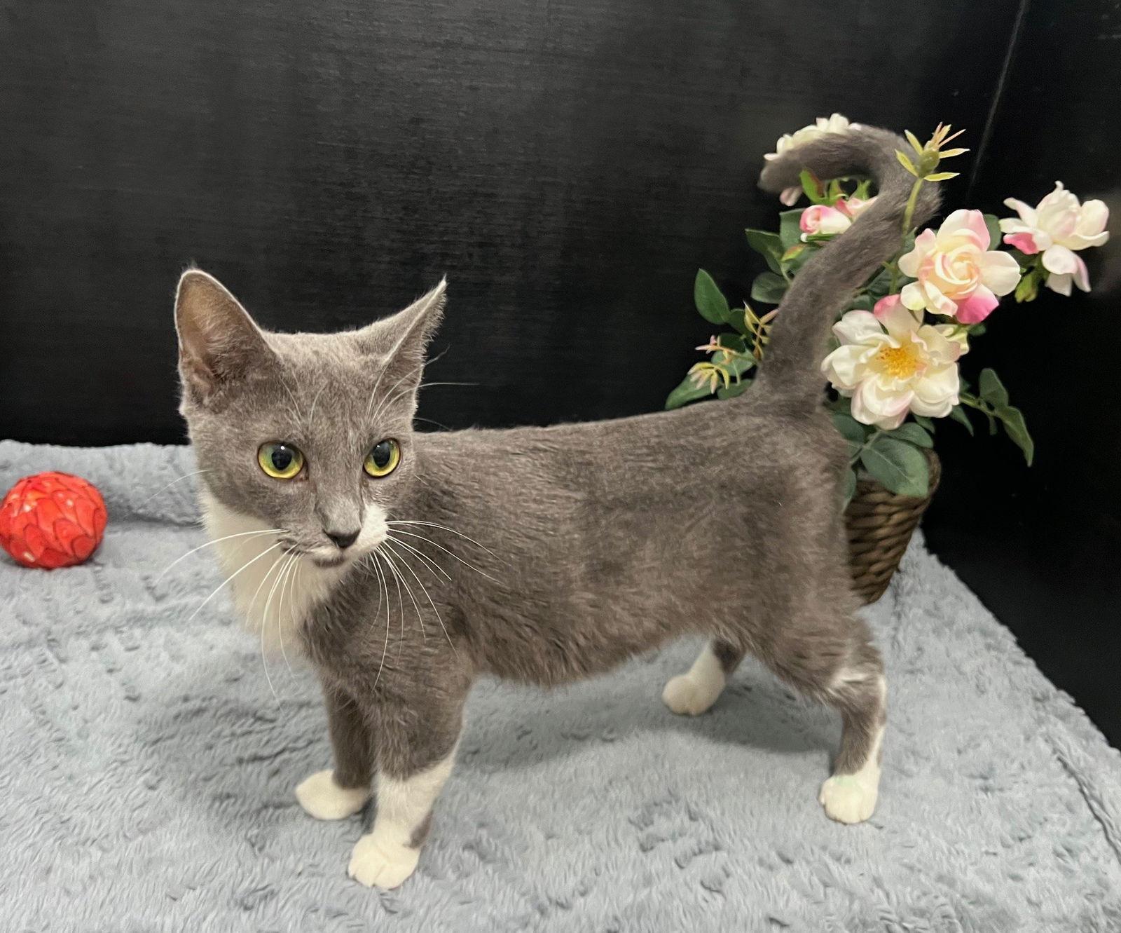 Enlarge Laticia, a Adoptable mixed breed in Fayetteville, GA image 1/3