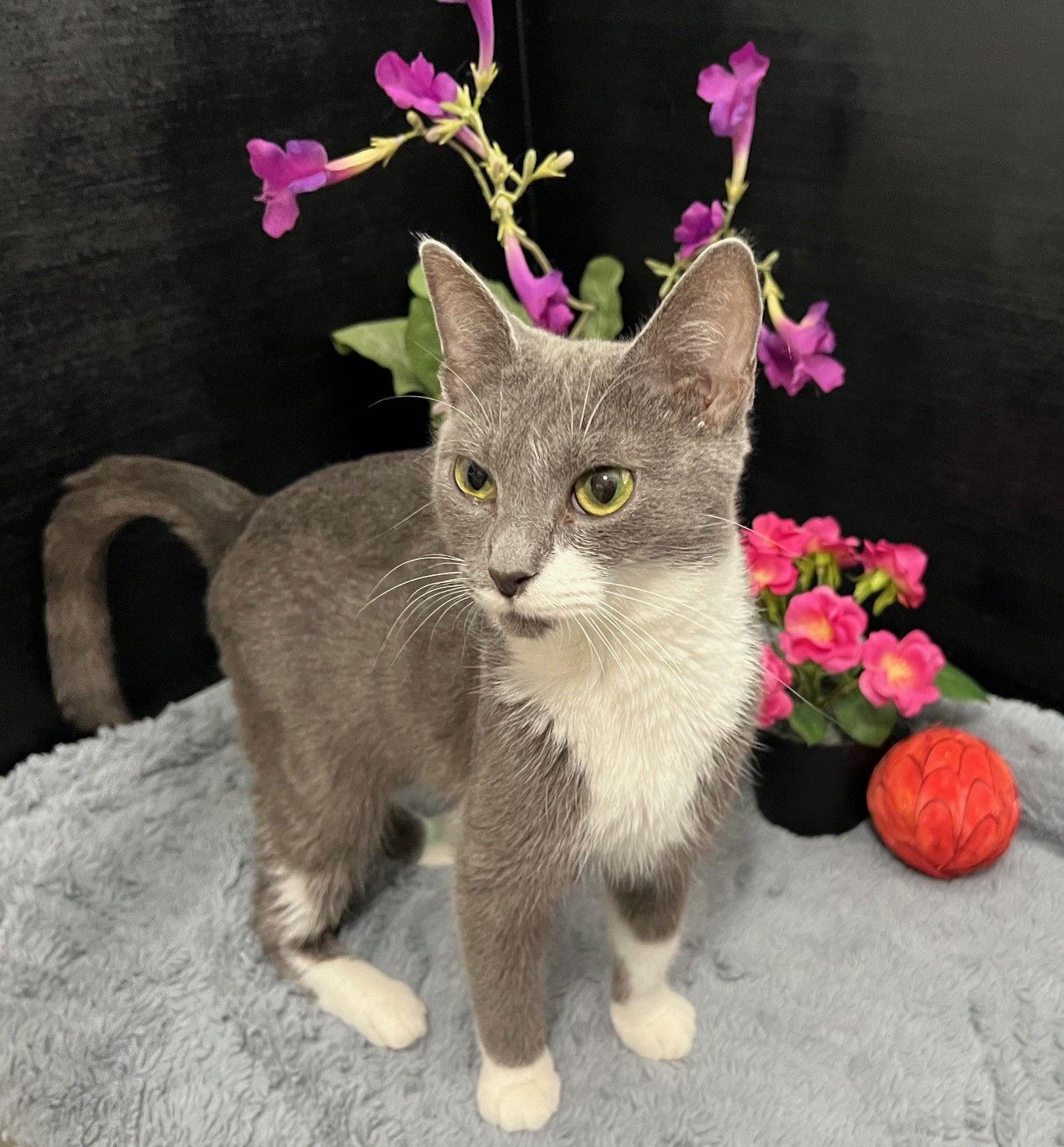 Enlarge Laticia, a Adoptable mixed breed in Fayetteville, GA image 2/3