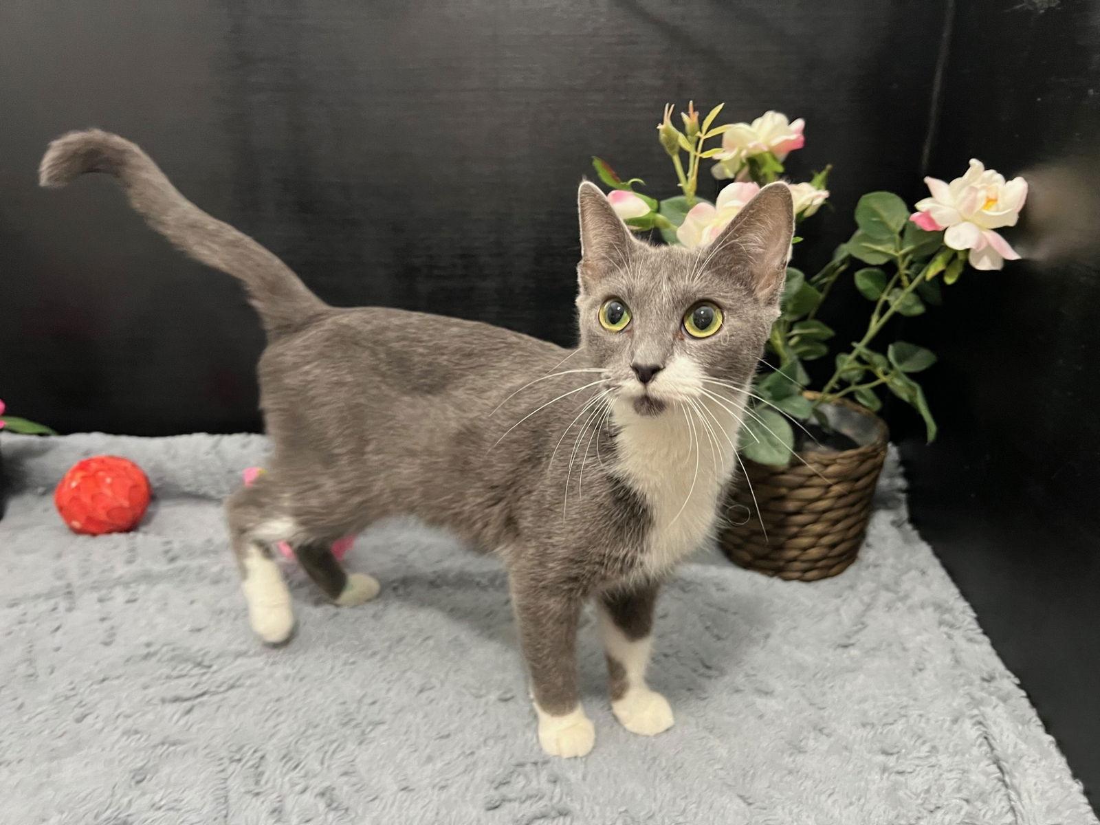 Enlarge Laticia, a Adoptable mixed breed in Fayetteville, GA image 3/3