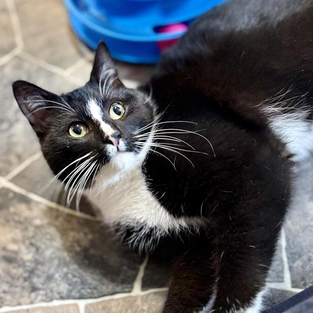 Shane, Adoptable, Young Male Domestic Short Hair.