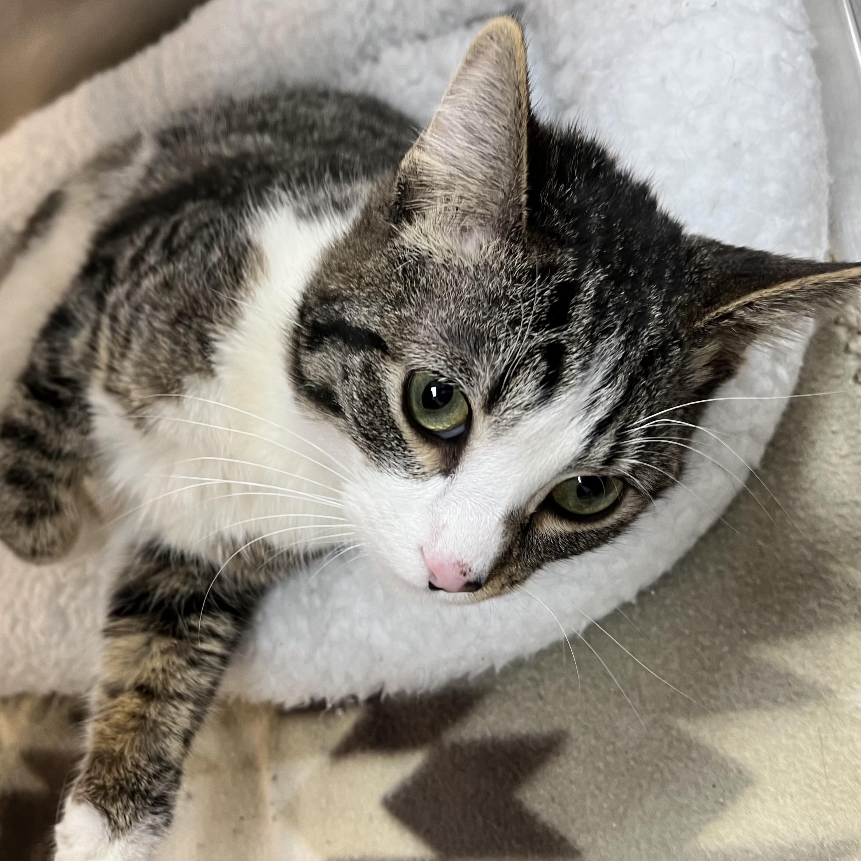 Fancy Feet, an adoptable Domestic Short Hair in Bentonville, AR, 72712 | Photo Image 1