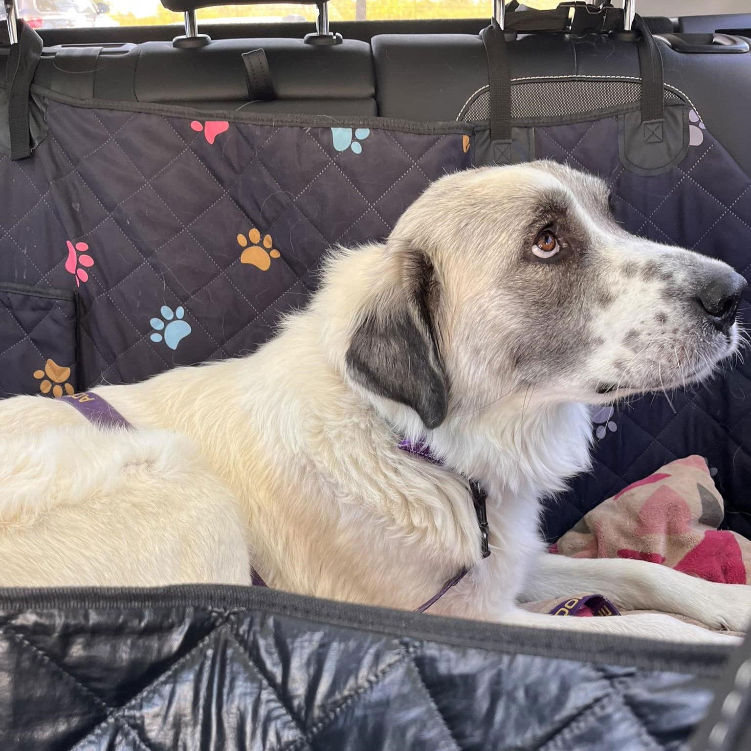 Phoebe, a Adoptable Great Pyrenees in Garland, TX image 1/3