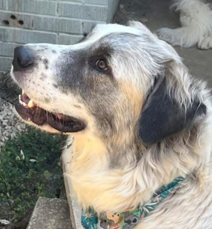 Enlarge Phoebe, a Adoptable Great Pyrenees in Garland, TX image 2/3