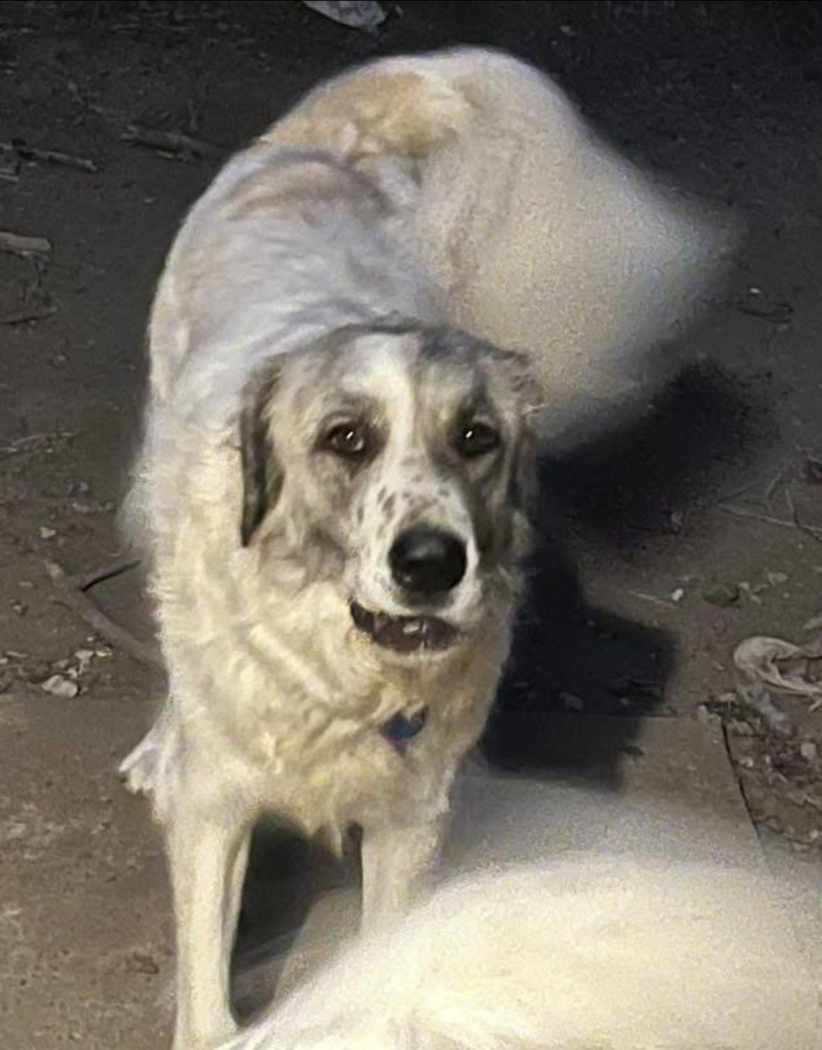 Phoebe, a Adoptable Great Pyrenees in Garland, TX image 3/3