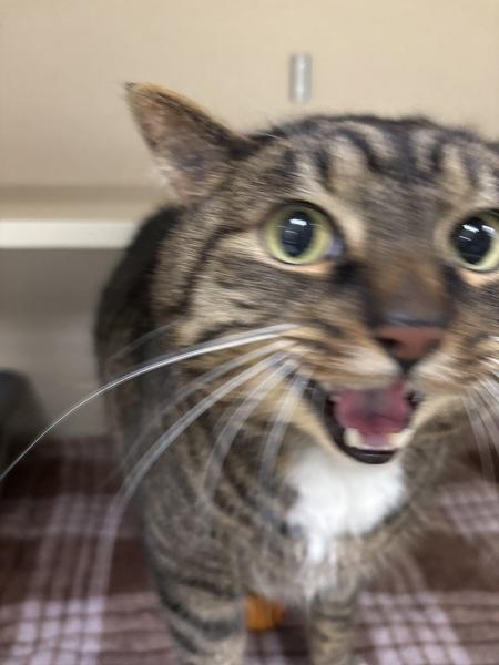 Bernie, Adoptable, Senior Male Domestic Short Hair.