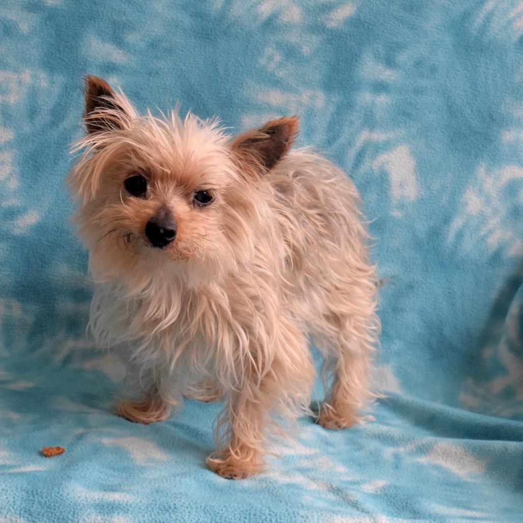 Enlarge Berkeley, a Adoptable Yorkshire Terrier in Eureka, CA image 1/3