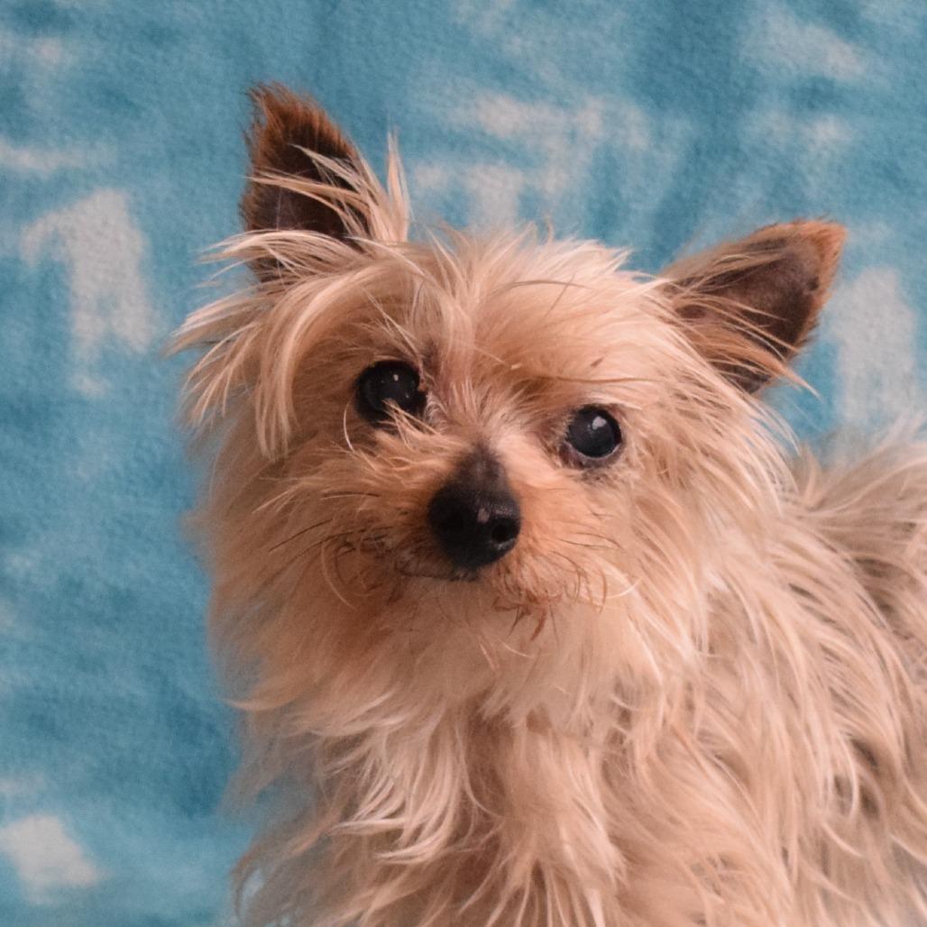 Enlarge Berkeley, a Adoptable Yorkshire Terrier in Eureka, CA image 2/3