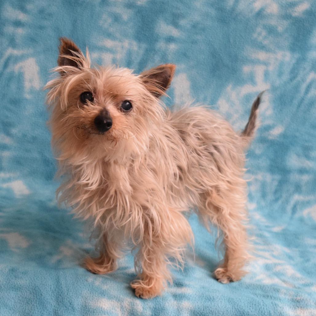 Enlarge Berkeley, a Adoptable Yorkshire Terrier in Eureka, CA image 3/3