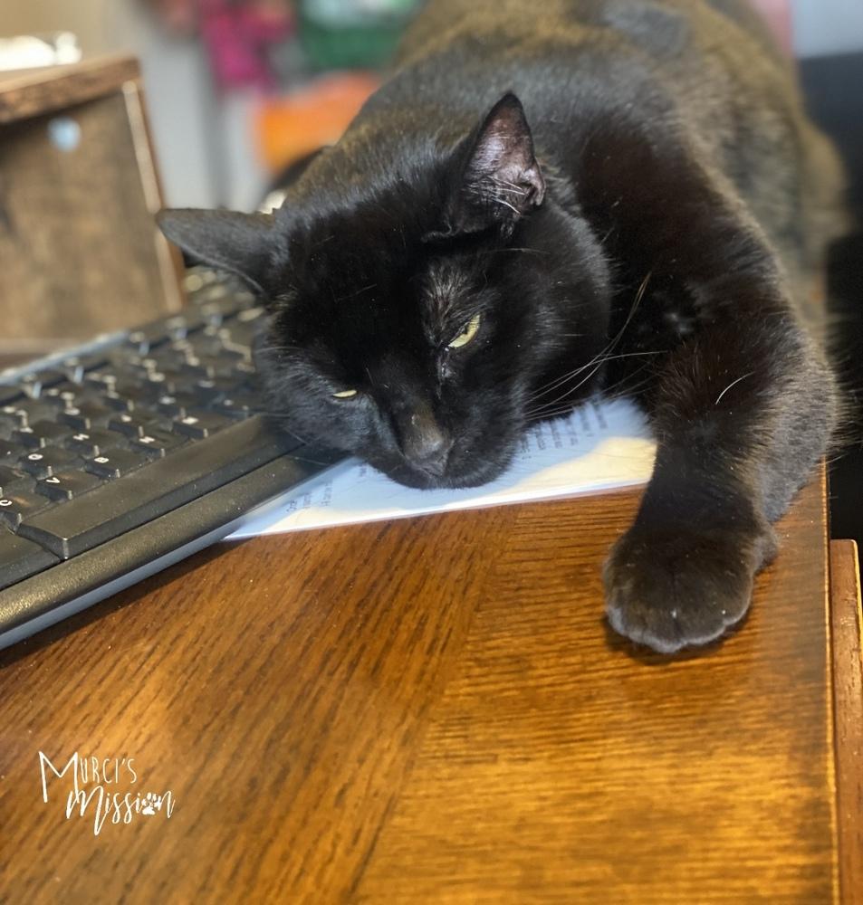 Penny, Adoptable, Senior Female Manx.