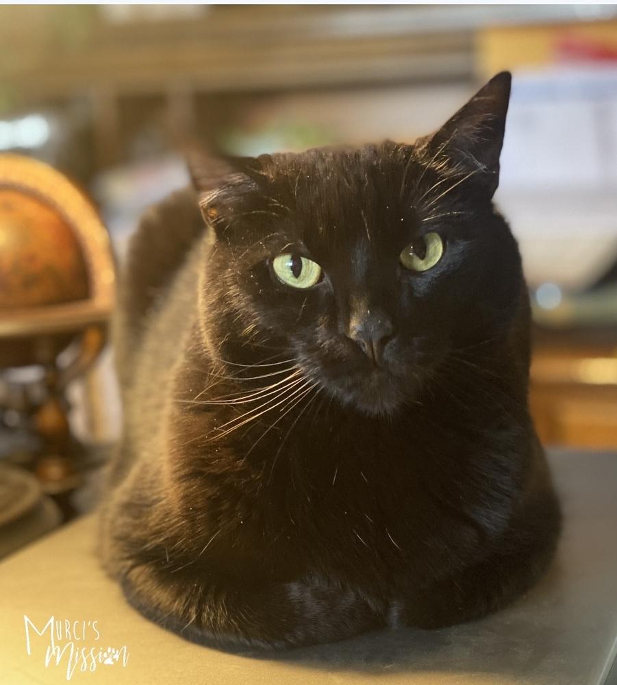 Penny, a Adoptable mixed breed in Spokane , WA image 4/5