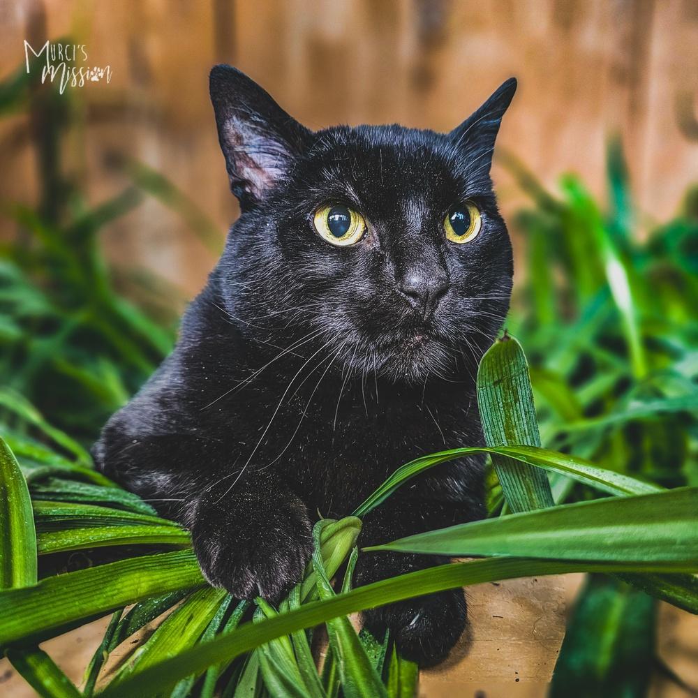 Penny, a Adoptable mixed breed in Spokane , WA image 5/5