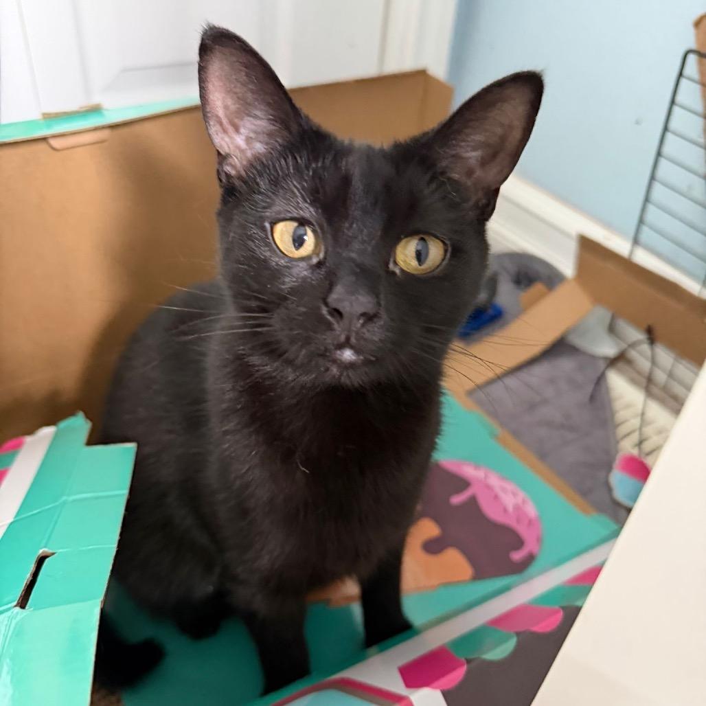 Alya, Adoptable, Young Female Domestic Short Hair.